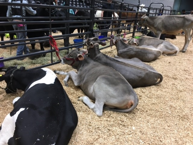 cows