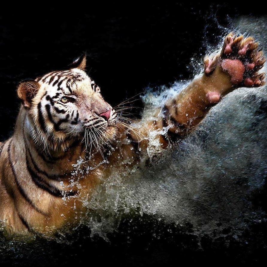 tiger swiping paw